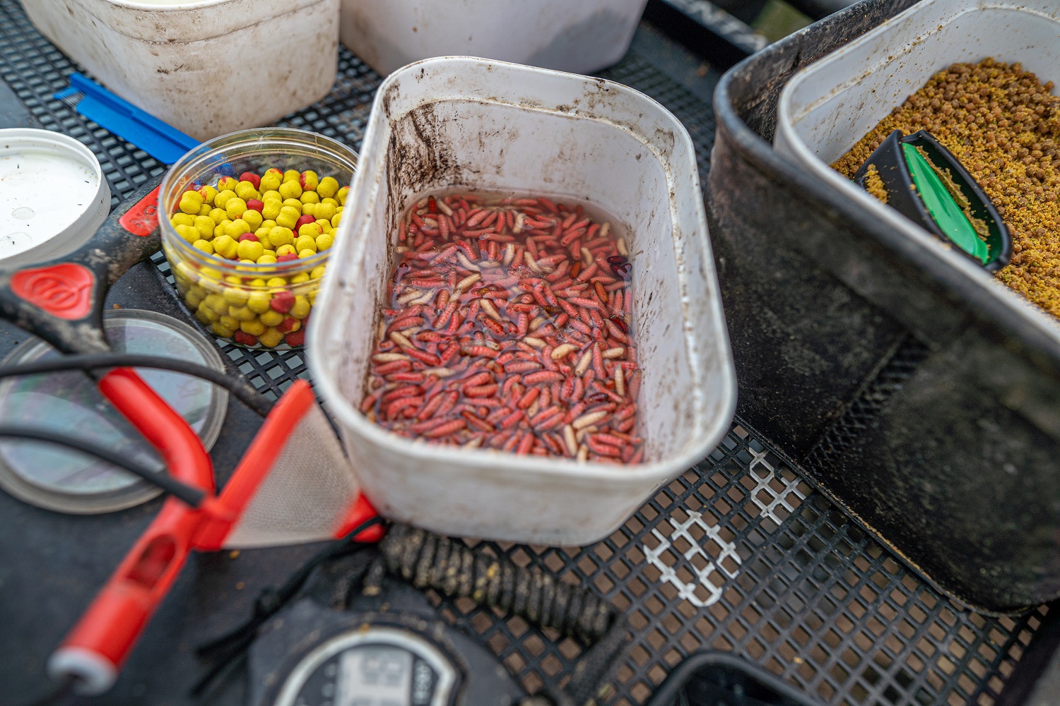 Dead maggots in a bait bin