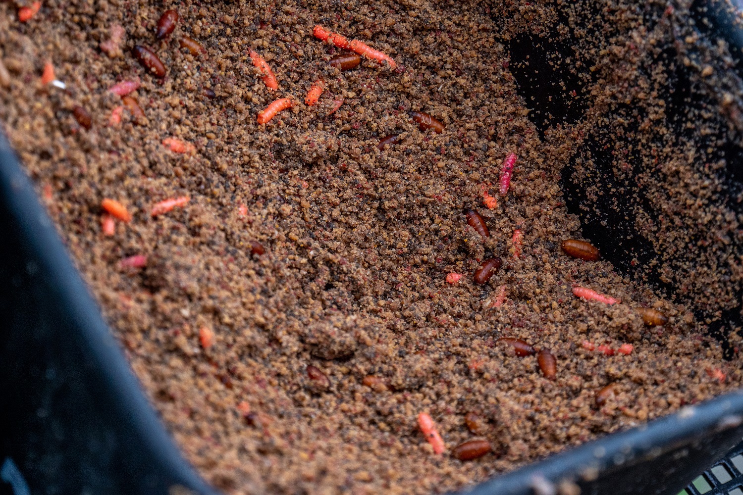 A closeup of maggots in bait mix