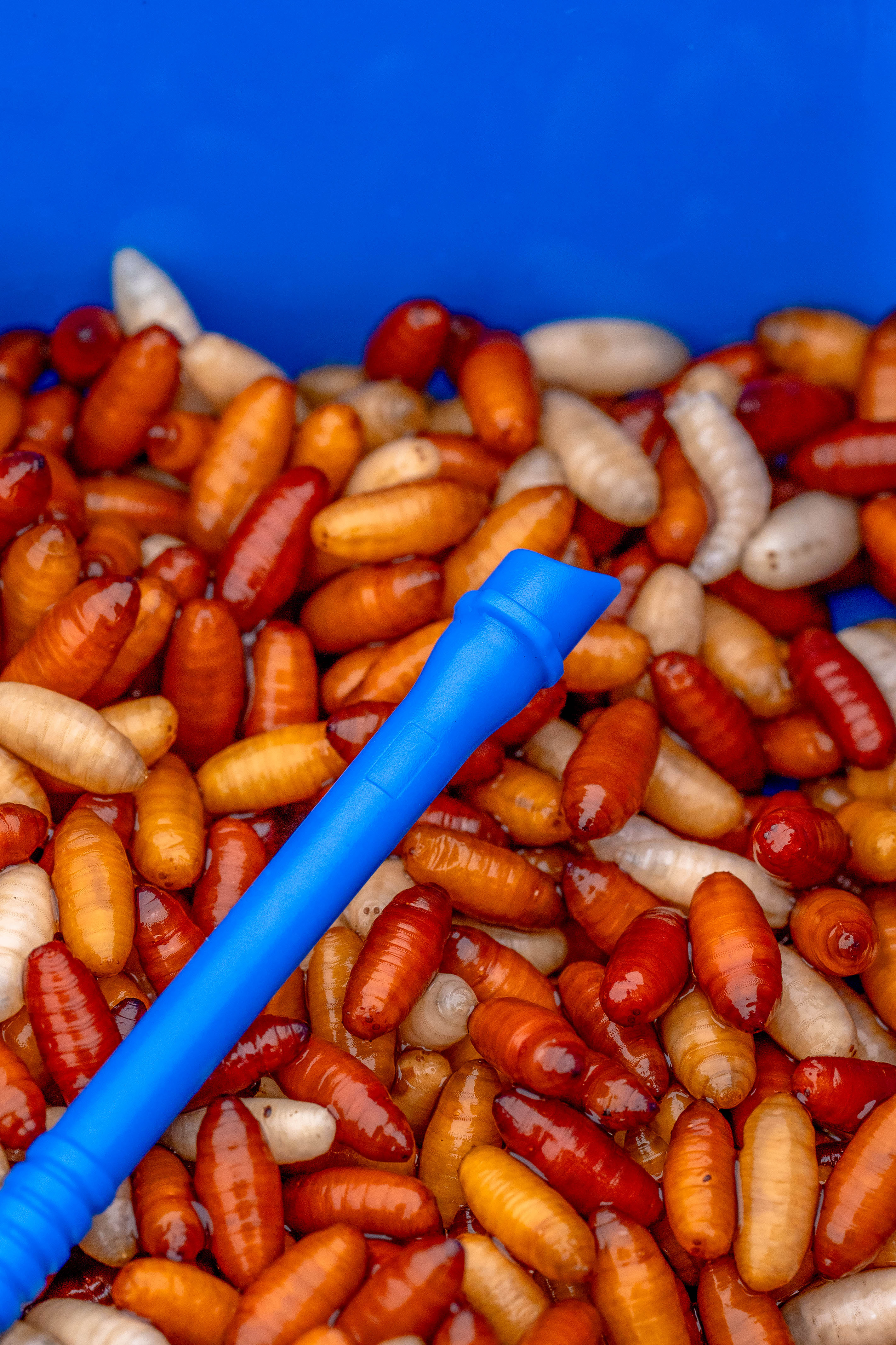 Bander Disgorger Twin Pack