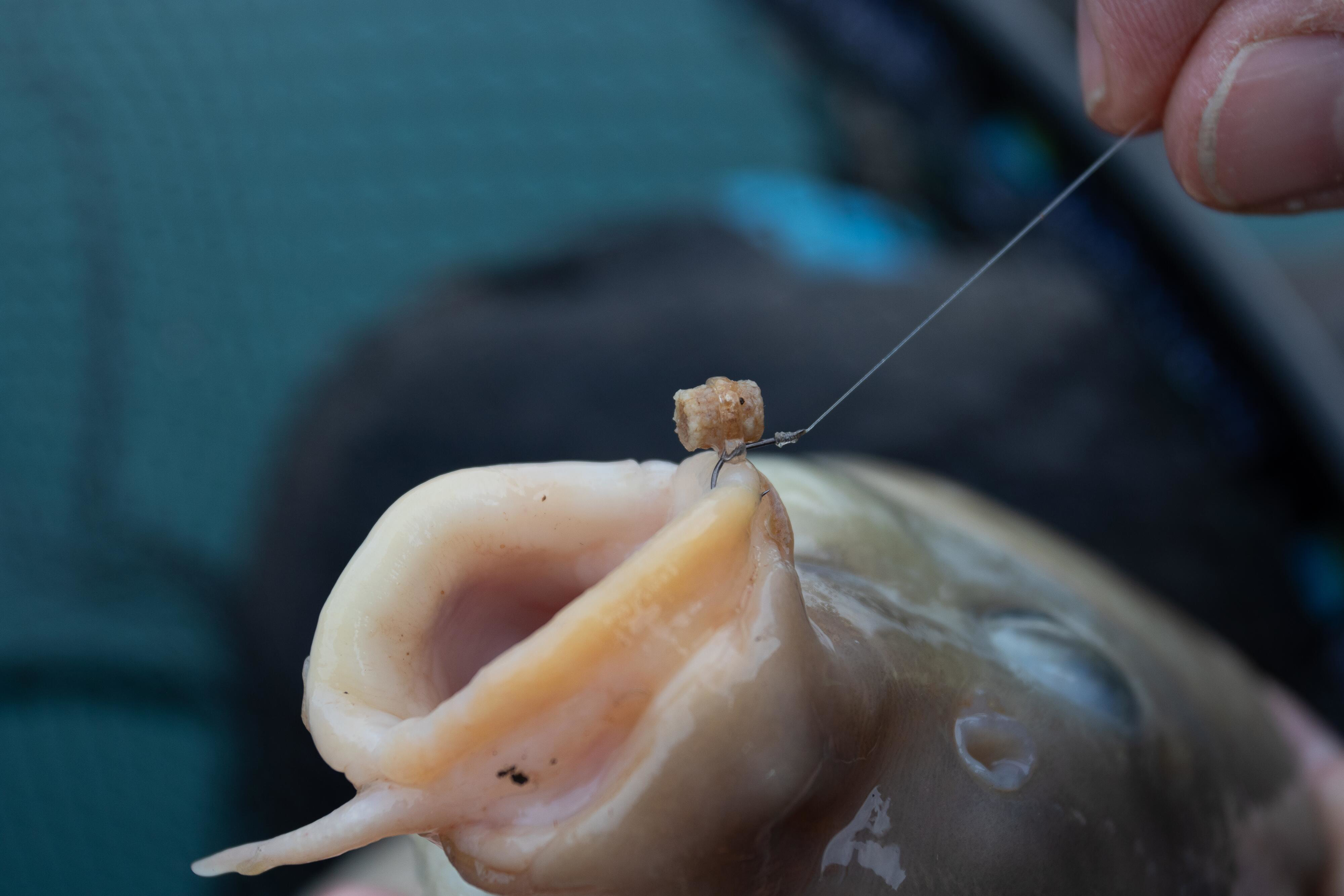 Hookable Bait Bands